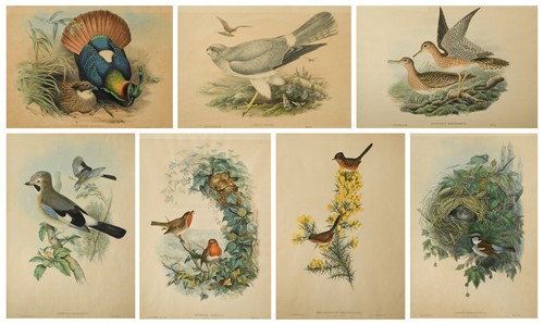 Lot 244 - John Gould (British, 1804-1881) and H. C. Richter (British, 1821-1902)