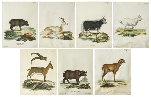 Lot 95 - A set of seven 18th century hand-coloured engravings of animals